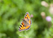 Red Admiral Butterfly