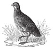 Bobwhite Quail or Northern Bobwhite or Virginia Quail or Colinus