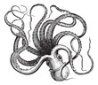 Common octopus (Octopus vulgaris), vintage engraving.