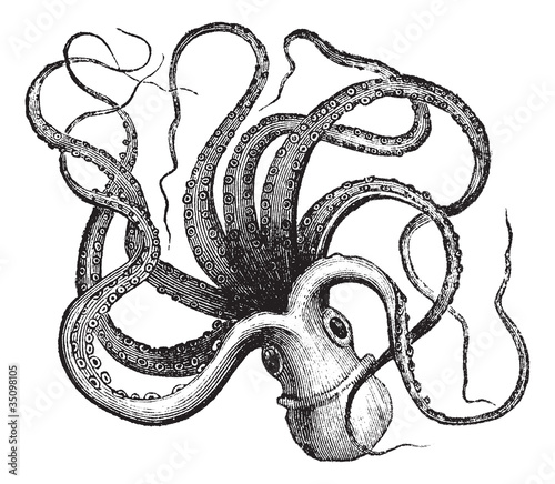 Vector: Common octopus (Octopus vulgaris), vintage engraving. Common octopus (Octopus vulgaris), vintage engraving.