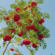 Eberesche - Sorbus aucuparia