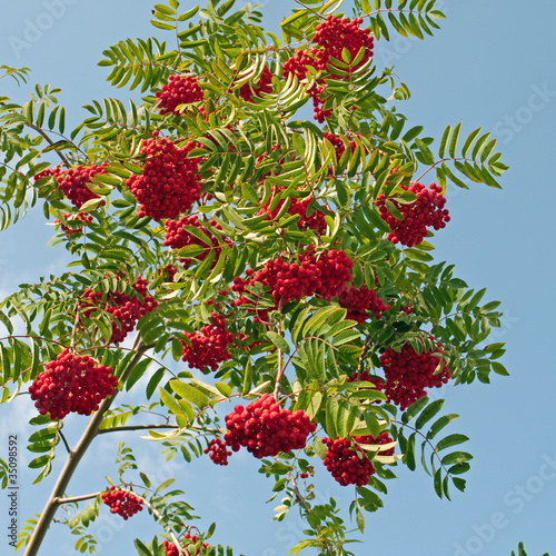 Foto: Eberesche - Sorbus aucuparia Eberesche - Sorbus aucuparia