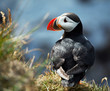 Puffin
