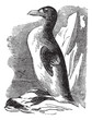 Great Auk (Alca impennis), vintage engraving.