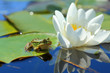 White water lily