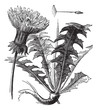 Vector: Taraxacum or Dandelion, vintage engraving. Taraxacum or Dandelion, vintage engraving.