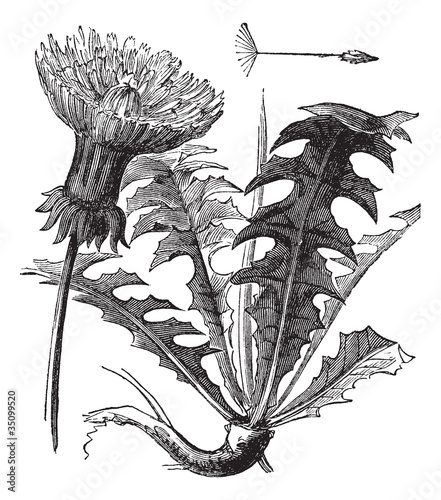 Vector: Taraxacum or Dandelion, vintage engraving. Taraxacum or Dandelion, vintage engraving.