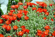 Cactus Red Flowers