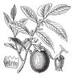 American Persimmon or Diospyros virginiana, vintage engraving