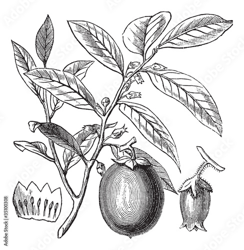Vector: American Persimmon or Diospyros virginiana, vintage engraving American Persimmon or Diospyros virginiana, vintage engraving