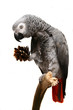 An African Grey Parrot isolated on a white background An African Grey Parrot isolated on a white background