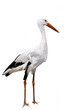 White Stork - Ciconia ciconia. Isolated on white. White Stork - Ciconia ciconia. Isolated on white.