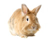 Rabbit. Isolated on white Rabbit. Isolated on white