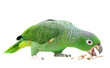 Mealy Amazon parrot (Amazona farinosa) eating Mealy Amazon parrot (Amazona farinosa) eating