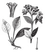 Lung officinale (Pulmonaria officinalis), vintage engraving.