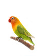 Lovebird Agapornis fischeri (Clarified a morph)