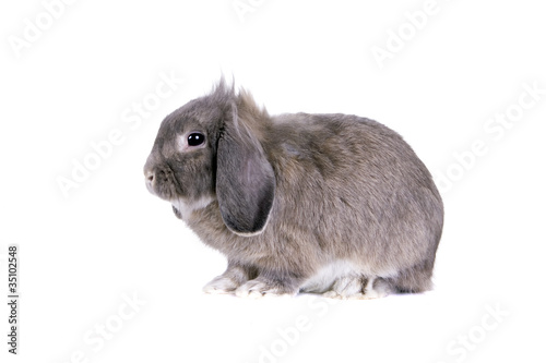 Photo: Grey lop-eared rabbit breeds Ram Grey lop-eared rabbit breeds Ram