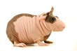 Hairless Guinea Pig isolated on white Hairless Guinea Pig isolated on white