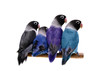 Four masked lovebirds (black, blue, violet, turquoise) Four masked lovebirds (black, blue, violet, turquoise)