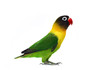 Masked Lovebird natural coloring on the white background Masked Lovebird natural coloring on the white background