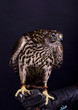 Photo en ligne au meilleur prix Northen goshawk on the black background