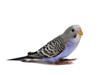Budgie 1,5 mounths on the white background Budgie 1,5 mounths on the white background