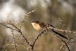 Photo: Afrikanischer Kuckuck Afrikanischer Kuckuck