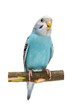Budgie 1,5 mounths on the white background Budgie 1,5 mounths on the white background