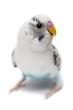 Budgie 2 years old on the white background Budgie 2 years old on the white background