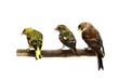 The pair of Eurasian Siskin and The Common Redpoll The pair of Eurasian Siskin and The Common Redpoll