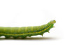 Caterpillar of Green-veined White Butterfly (Pieris napi)