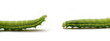 Caterpillar of Green-veined White Butterfly (Pieris napi)