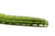Caterpillar of Green-veined White Butterfly (Pieris napi)