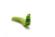 Caterpillar of Green-veined White Butterfly (Pieris napi)