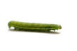 Caterpillar of Green-veined White Butterfly (Pieris napi)