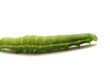 Caterpillar of Green-veined White Butterfly (Pieris napi)