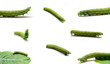 Eight Caterpillar of Green-veined White Butterfly (Pieris napi) Eight Caterpillar of Green-veined White Butterfly (Pieris napi)