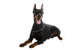 Portrait of black doberman on a white backgriund Portrait of black doberman on a white backgriund