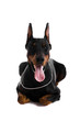 Photo en ligne au meilleur prix Portrait of black doberman on a white backgriund