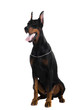 Photo en ligne au meilleur prix Portrait of black doberman on a white backgriund