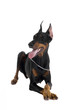 Photo en ligne au meilleur prix Portrait of black doberman on a white backgriund
