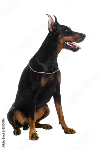 Photo: Portrait of black doberman on a white backgriund Portrait of black doberman on a white backgriund