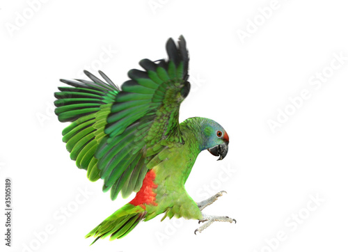Photo: Flying festival Amazon parrot on the white background Flying festival Amazon parrot on the white background