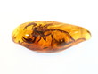 baltic amber Scorpio baltic amber Scorpio