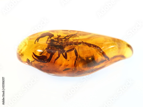 Photo: baltic amber Scorpio baltic amber Scorpio