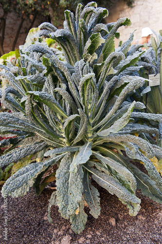 Photo: Chou de toscane Chou de toscane