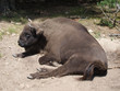 Bison d' Europe - europäisches Bison