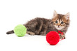 Cute kitten