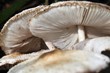 Group of white eddible mushrooms Group of white eddible mushrooms
