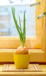 green onion in pot on window sill green onion in pot on window sill